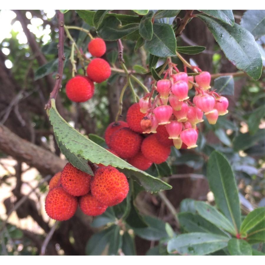 紅花イチゴの木　約2.1ｍ　現品発送　特大株　大株植木苗木　ストロベリーツリー　イチゴノキ　常緑樹　送料無料 