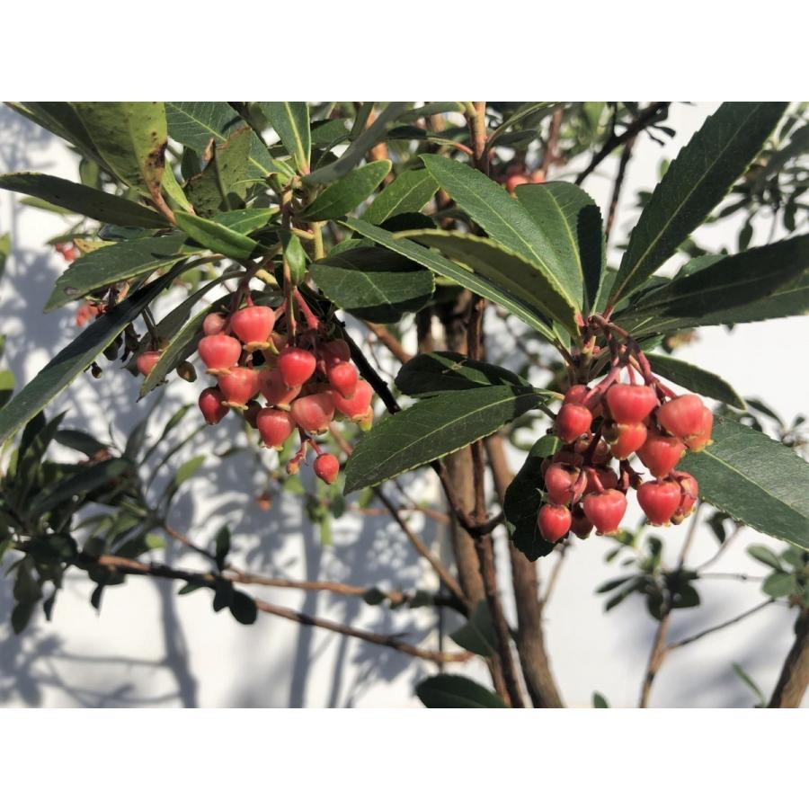 紅花イチゴの木　約2.1ｍ　現品発送　特大株　大株植木苗木　ストロベリーツリー　イチゴノキ　常緑樹　送料無料 