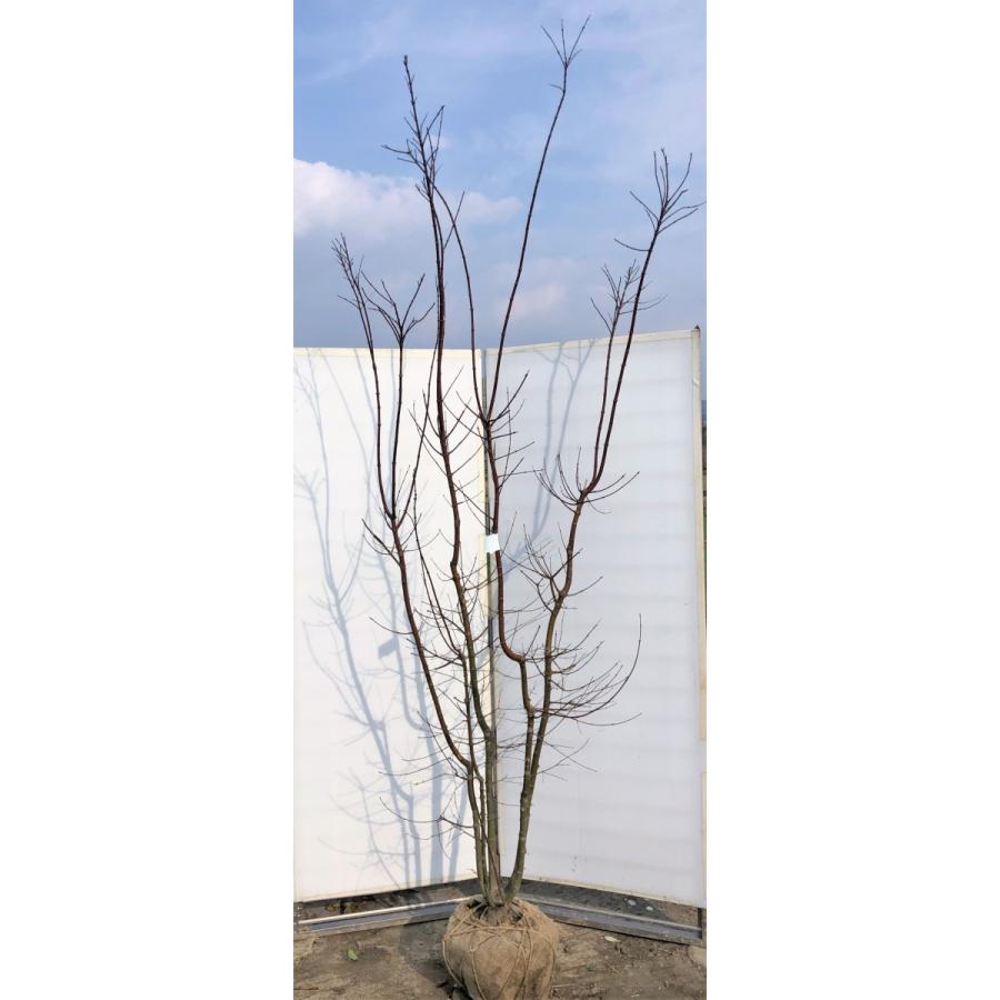 山モミジ　株立ち　約2.7m　現品発送　特大株　植木苗木　いろは紅葉の原種　ヤマモミジ　送料無料