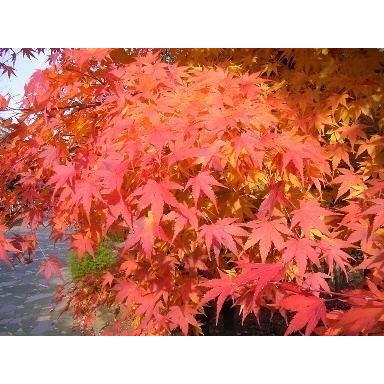 山モミジ　株立ち　約2.7m　現品発送　特大株　植木苗木　いろは紅葉の原種　ヤマモミジ　送料無料 別荘地 北海道への発送は別途＋3500円の送料が掛ります 大型フェリー運航が無い小さな離島は発送不可となります