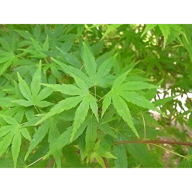 山モミジ　株立ち　約2.7m　現品発送　特大株　植木苗木　いろは紅葉の原種　ヤマモミジ　送料無料 別荘地 北海道への発送は別途＋3500円の送料が掛ります 大型フェリー運航が無い小さな離島は発送不可となります