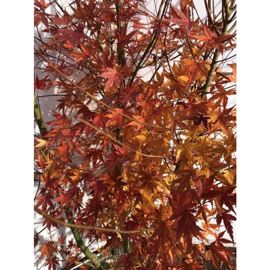 山モミジ　株立ち　約2.7m　現品発送　特大株　植木苗木　いろは紅葉の原種　ヤマモミジ　送料無料 別荘地 北海道への発送は別途＋3500円の送料が掛ります 大型フェリー運航が無い小さな離島は発送不可となります