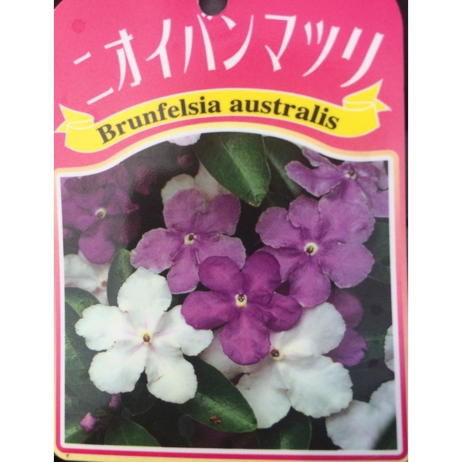 ニオイバンマツリ（匂蕃茉莉）大きな苗木 土から87cm 5月24日撮影【花蕾付】 ニオイバンマツリ 株立ち 約1.2m 現品発送 豪華株 ブルンフェルシア