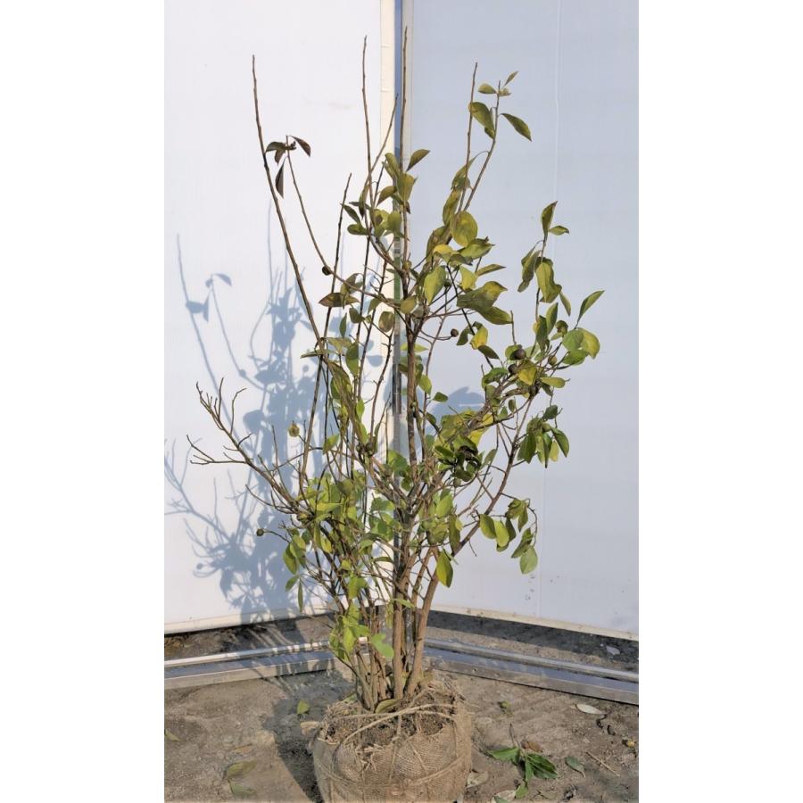 ニオイバンマツリ　株立ち　約1.2ｍ　現品発送　ブルンフェルシア　香りバンマツリ　匂蕃茉莉　３色咲きに見える花木　送料無料