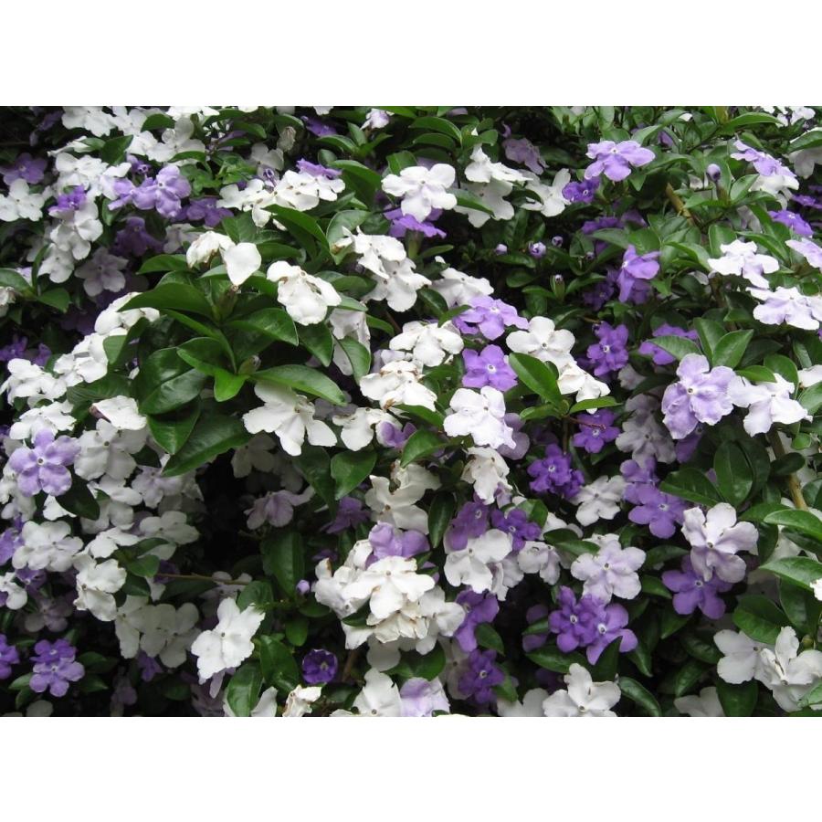 ニオイバンマツリ　株立ち　約1.2ｍ　現品発送　ブルンフェルシア　香りバンマツリ　匂蕃茉莉　３色咲きに見える花木　送料無料 