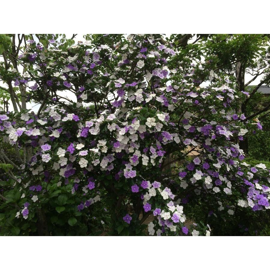 ニオイバンマツリ　株立ち　約1.2ｍ　現品発送　ブルンフェルシア　香りバンマツリ　匂蕃茉莉　３色咲きに見える花木　送料無料 