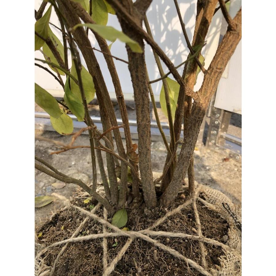 ニオイバンマツリ　株立ち　約1.2ｍ　現品発送　ブルンフェルシア　香りバンマツリ　匂蕃茉莉　３色咲きに見える花木　送料無料 