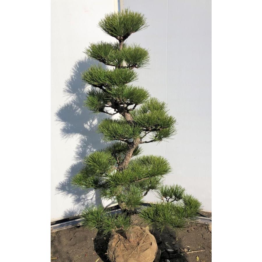 黒松 約160cm 超特大株 現品発送 一点物 特大植木苗木 盆栽仕立て