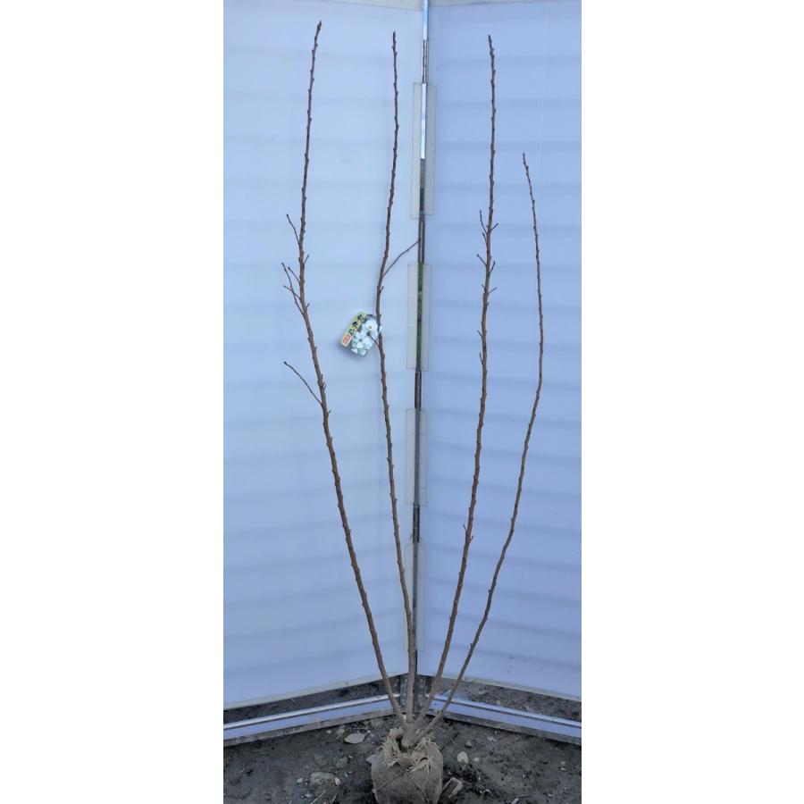 全国宅配無料 利休梅 リキュウバイ 株立ち 約1 9ｍ 現品発送 白花 圧巻の花 シンボルツリー 人気ブランド Esiba Tg