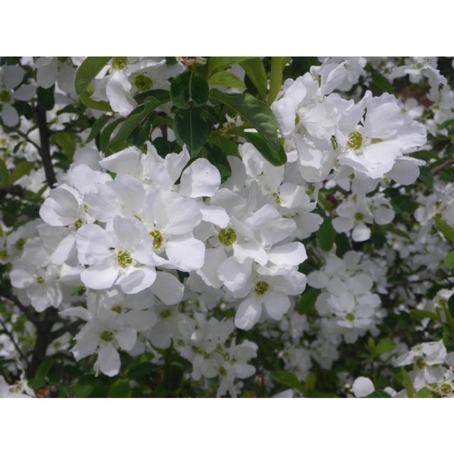 利休梅 リキュウバイ 株立ち 約1.9m 現品発送 白花 圧巻の花 シンボル