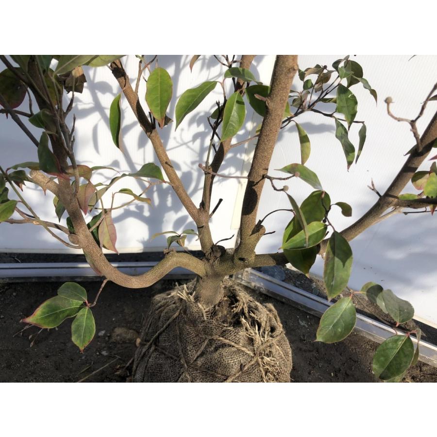 常緑ヤマボウシ　月光　株立ち　約２m　現品発送　特大植木苗木　ホンコンエンシス　常緑樹　送料無料 八重咲き平戸ツツジ　紅千重大紫　株立ち　約1.2ｍ　現品発送　赤花センエオオムラサキ　植木苗木大苗　送料無料 AA1113229548(10590円)