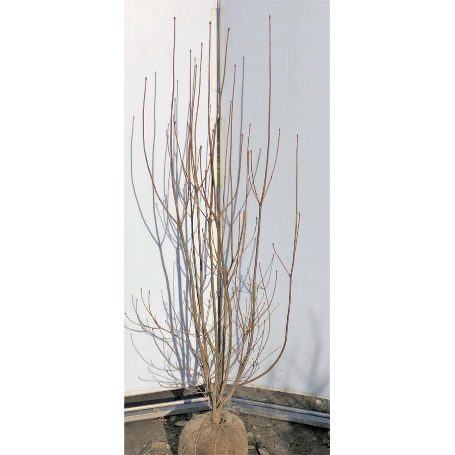 早割クーポン 更紗ドウダンツツジ サラサドウダン ６本株立ち 約1 6m 現品発送 豪華株 特大植木苗木 更紗ドウダン躑躅 送料無料 67sarasa1614k6 大福樹苗園 通販 Yahoo ショッピング 完売 Mobile Scotturb Com