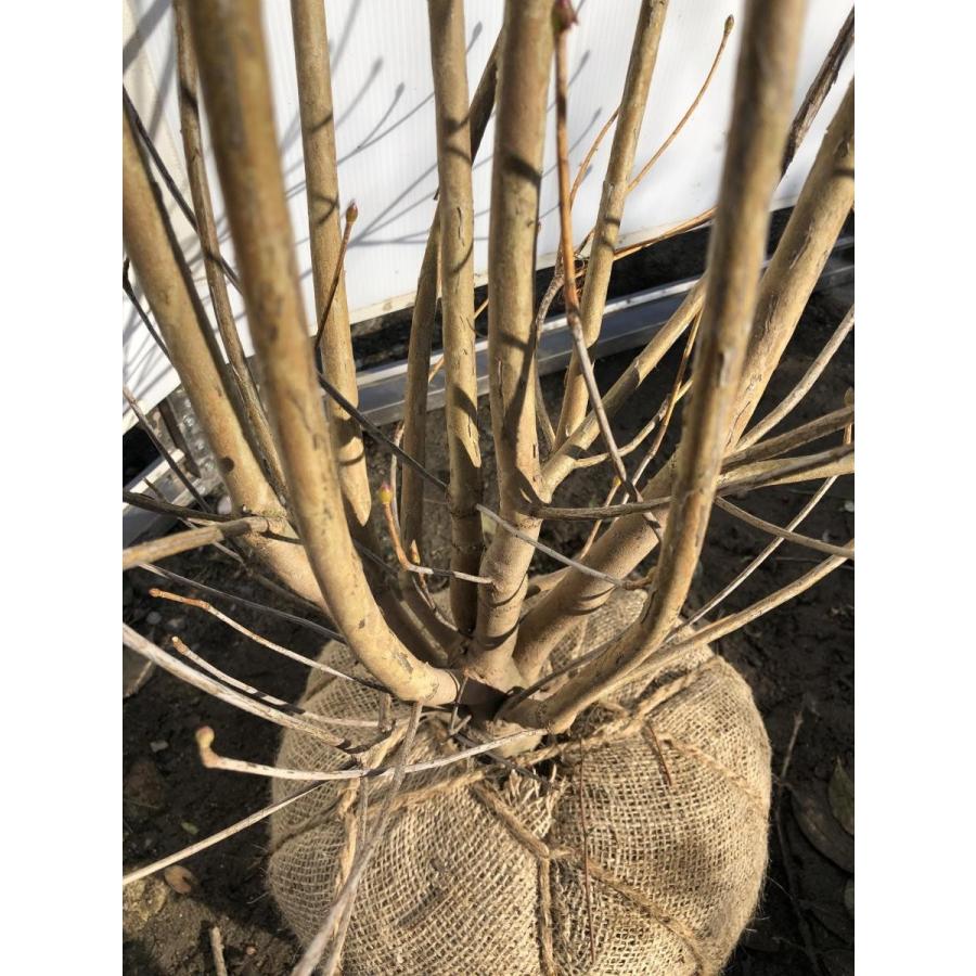 サラサドウダンツツジ 株立ち 約1.8m 現品発送 特大植木苗木 サラサドウダンツツジ 株立ち 約1.8m 現品発送 特大植木苗木