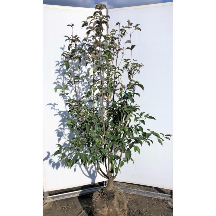 送料無料 常緑ヤマボウシ 月光 ６本株立ち 約1 9m 現品発送 美樹形株 特大植木苗木 多花品種のホンコンエンシス 常緑樹 送料無料 正規店仕入れの Web Escgroup Com