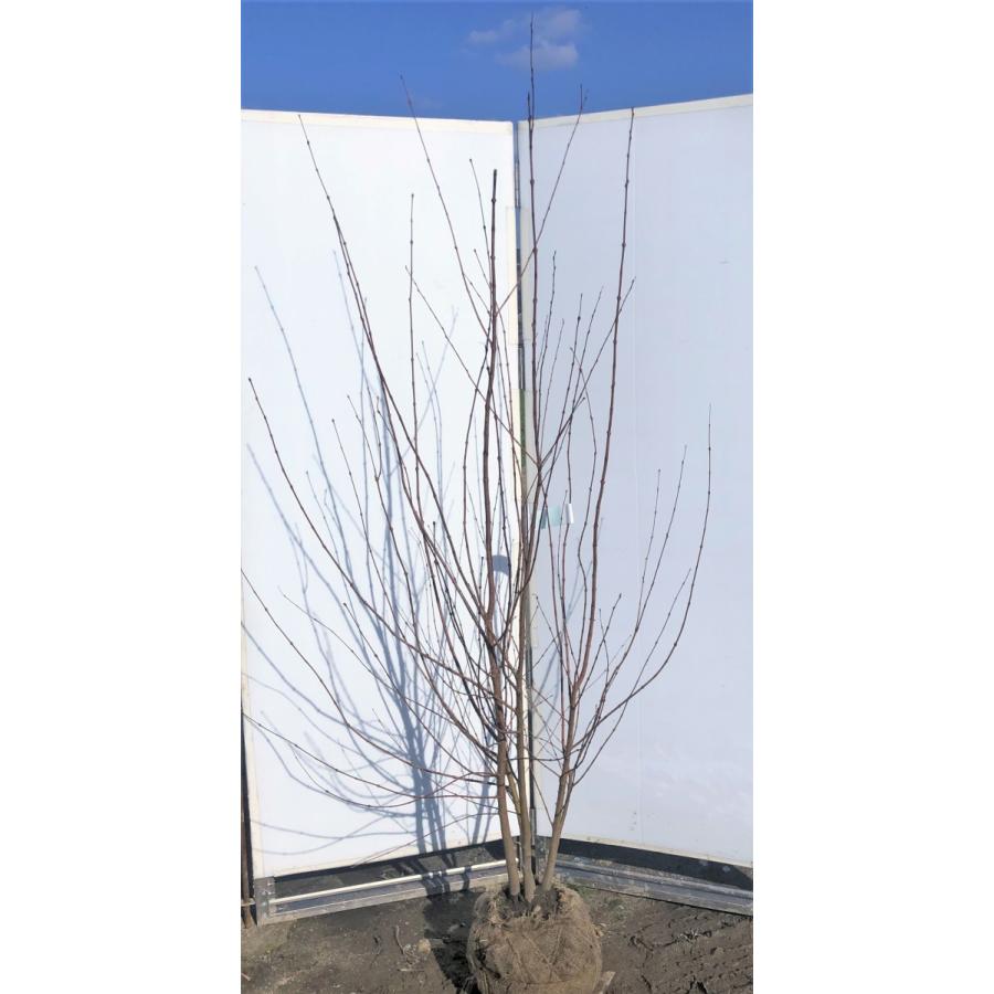 桂 カツラの木 4本株立ち 約２ｍ 現品発送 特大植木苗木 ハート形の葉っぱ シンボルツリー 送料無料 97katura17k4 大福樹苗園 通販 Yahoo ショッピング