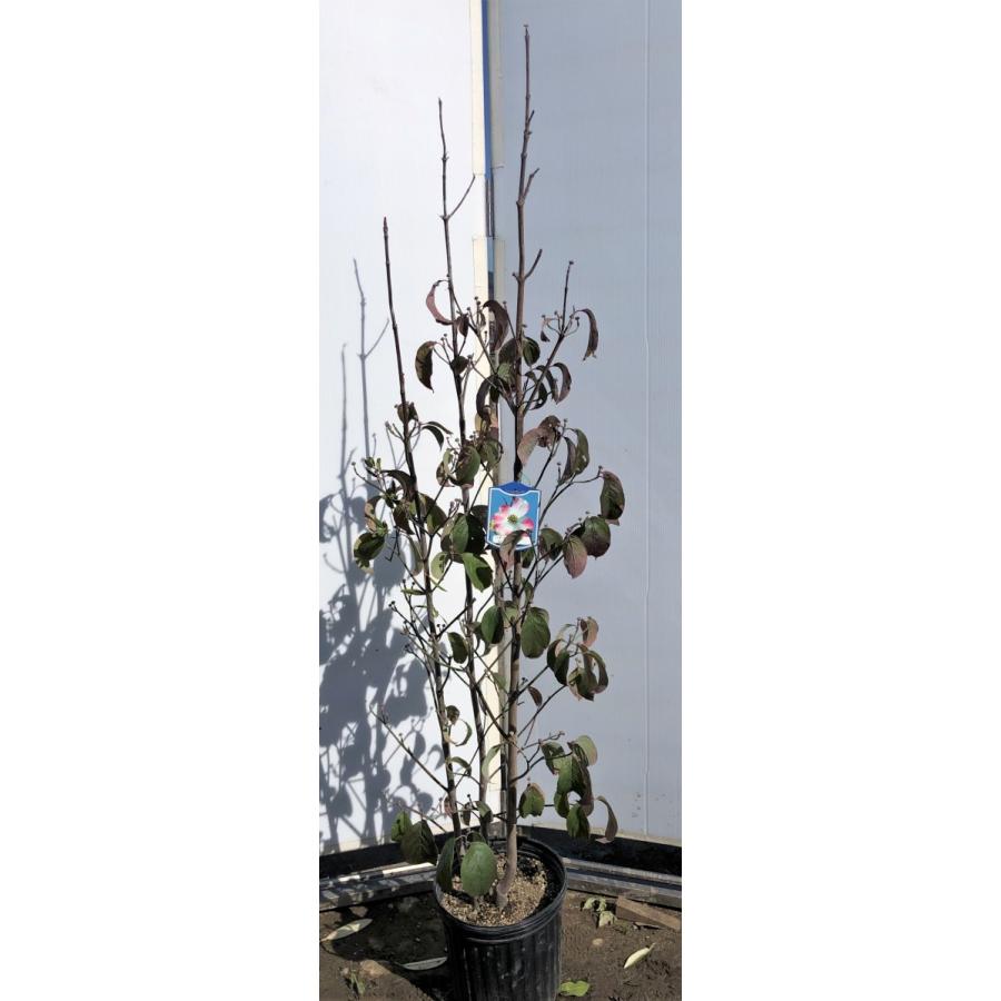 赤花ハナミズキ　ジュニアミス　株立ち　約1.6ｍ　現品発送　特大植木苗木　花水木 シンボルツリー　送料無料