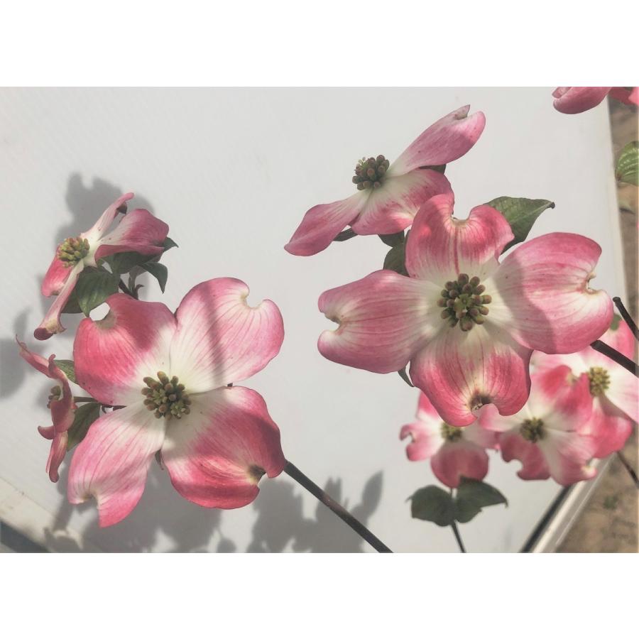 赤花ハナミズキ　ジュニアミス　株立ち　約1.6ｍ　現品発送　特大植木苗木　花水木 シンボルツリー　送料無料 