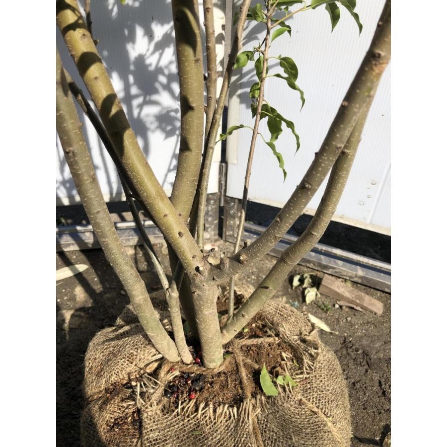 ソヨゴの木　５本株立ち　約2.1m　現品発送　美樹形株　特大株　植木苗木　赤い実が成る木　常緑樹　送料無料 