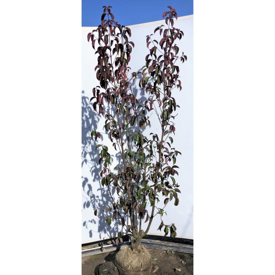 100 の保証 常緑ヤマボウシ 月光 株立ち 約1 9m 現品発送 特大植木苗木 ホンコンエンシス 常緑樹 送料無料 爆安プライス Mobile Scotturb Com