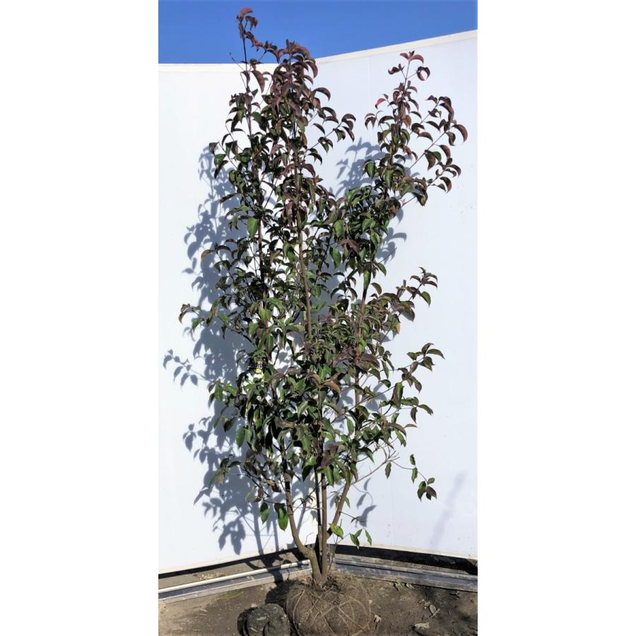 常緑ヤマボウシ　月光　株立ち　約２m　現品発送　特大植木苗木　ホンコンエンシス　常緑樹　送料無料