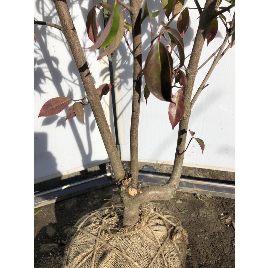 常緑ヤマボウシ　月光　株立ち　約２m　現品発送　特大植木苗木　ホンコンエンシス　常緑樹　送料無料 