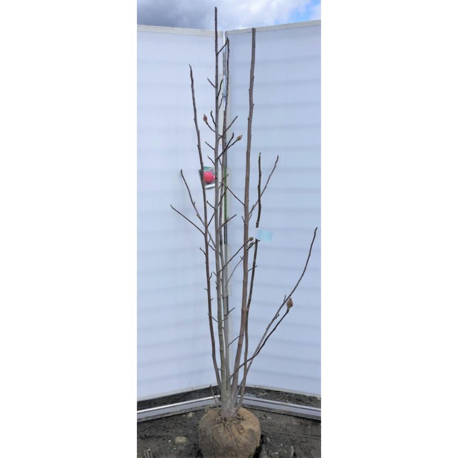 紅花モクレン バルカン 株立ち 約２ｍ 現品発送 豪華株 特大株 植木苗木 紫木蓮 マグノリア 送料無料 2350berukan18k6 大福樹苗園 通販 Yahoo ショッピング