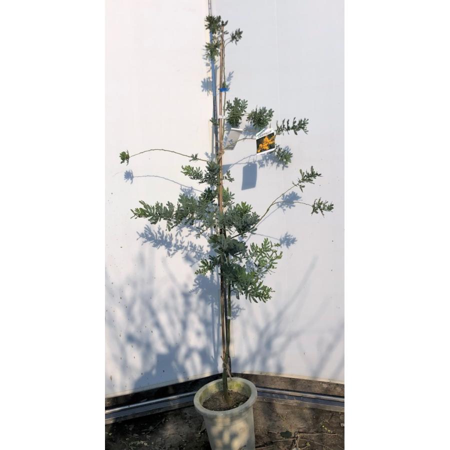 Web限定 ミモザアカシア 鉢植え 約1 7ｍ 現品発送 特大株 植木苗木 ギンヨウアカシア 常緑樹 送料無料 3117mimoza1715 大福樹苗園 通販 Yahoo ショッピング 超歓迎 Mobile Scotturb Com