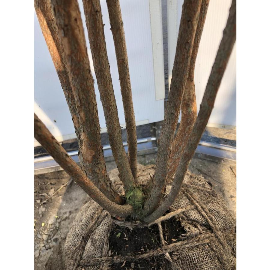 フェイジョア 8本株立ち 約2m 現品発送 特大植木苗木 常緑樹 送料