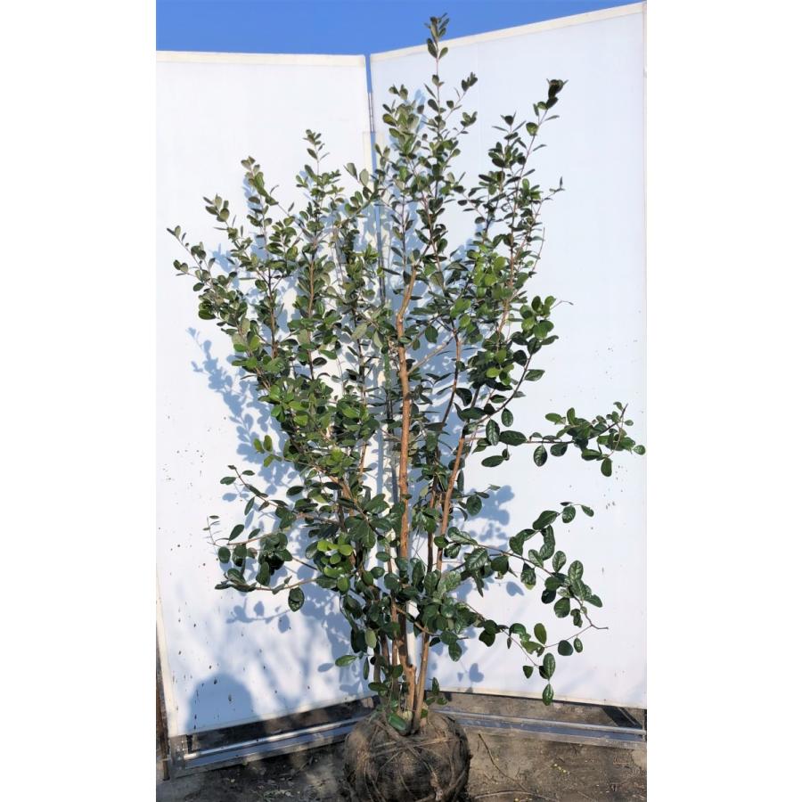 フェイジョア 6本株立ち 約1.9m 現品発送 美樹形株 特大植木苗木