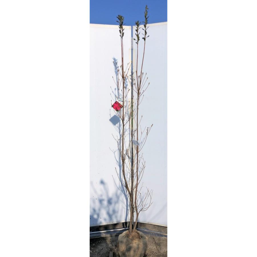 和田ミツバツツジ 約1.9m 現品発送 特大株 植木苗木 紫花 ワダ