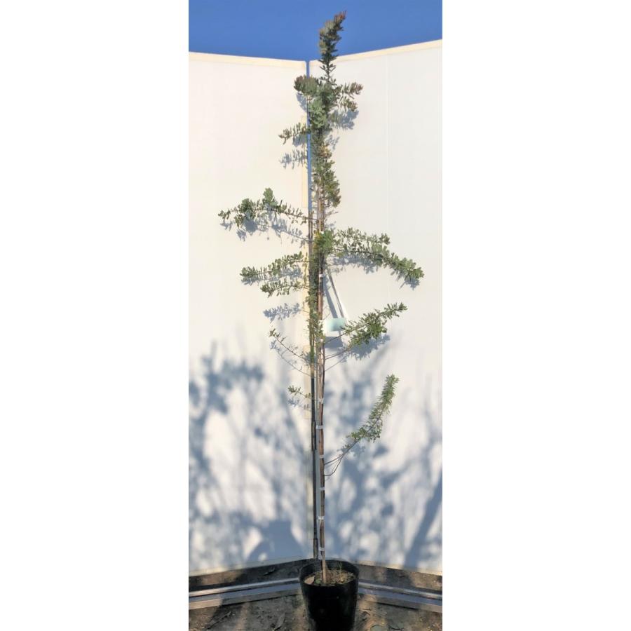 送料無料 ミモザアカシア プルプレア 紫葉 約２ｍ 現品発送 特大株 ギンヨウアカシア 常緑樹 送料無料 再再販 Southpointbd Com