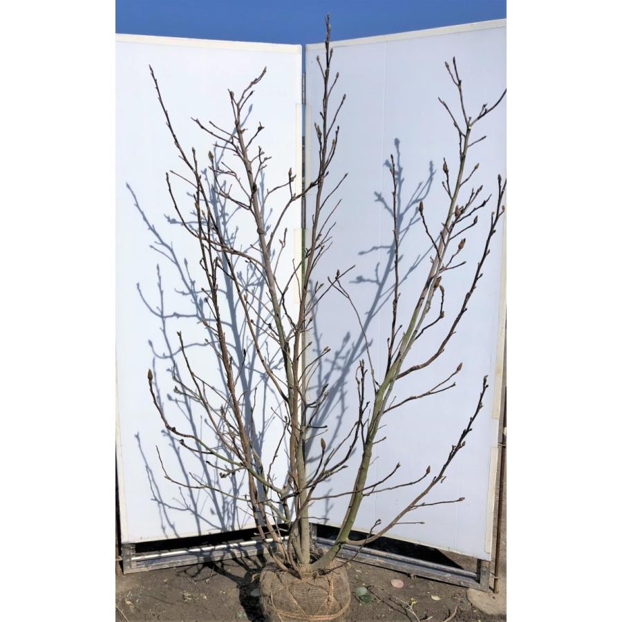 赤花モクレン ガールマグノリア ８本株立ち 約1 9ｍ 現品発送 豪華株 特大株苗木苗木 紅花木蓮 紅モクレン マグノリア 送料無料 3149airlmg1917k8 大福樹苗園 通販 Yahoo ショッピング