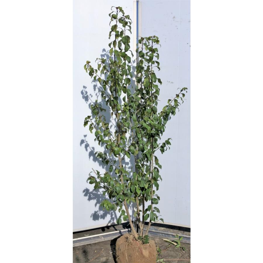 厳選の逸品 希少樹木 斑入りソヨゴ 彩白 実つき 特大株 現品発送庭木