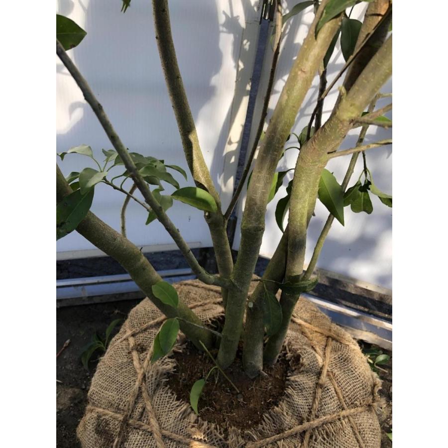 ソヨゴの木　５本株立ち　約2.5m　一点物　豪華株　現品発送　特大植木苗木　赤い実が成る木　常緑樹　送料無料 