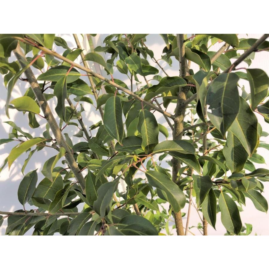 ソヨゴの木　５本株立ち　約2.5m　一点物　豪華株　現品発送　特大植木苗木　赤い実が成る木　常緑樹　送料無料 