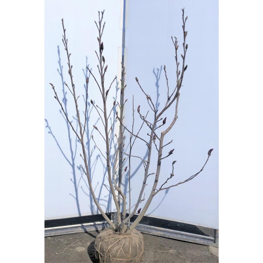 赤花モクレン ガールマグノリア ６本株立ち 約1 5ｍ 現品発送 豪華株 特大株苗木苗木 紅花木蓮 紅モクレン マグノリア 送料無料 3302girlmg1513k6 大福樹苗園 通販 Yahoo ショッピング