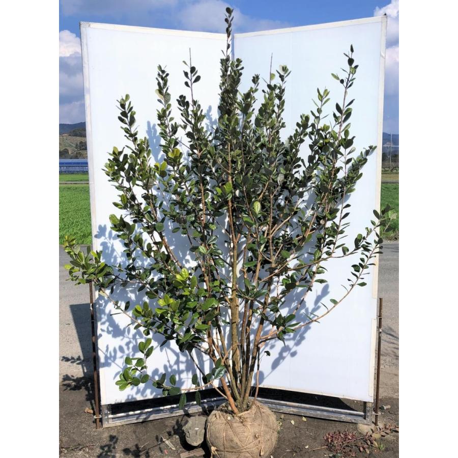 フェイジョア　８本株立ち　約1.9m　一点物　豪華株　現品発送　特大植木苗木　常緑樹　送料無料