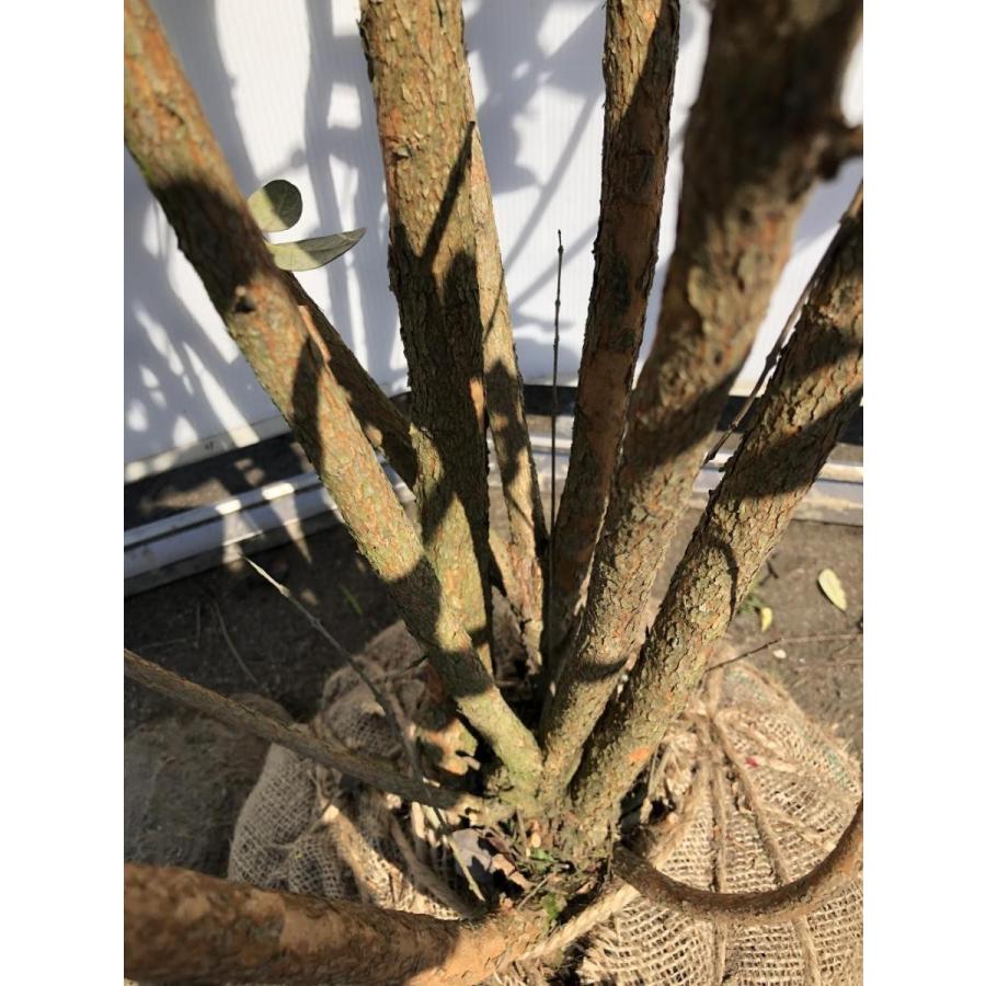 フェイジョア　８本株立ち　約1.9m　一点物　豪華株　現品発送　特大植木苗木　常緑樹　送料無料 