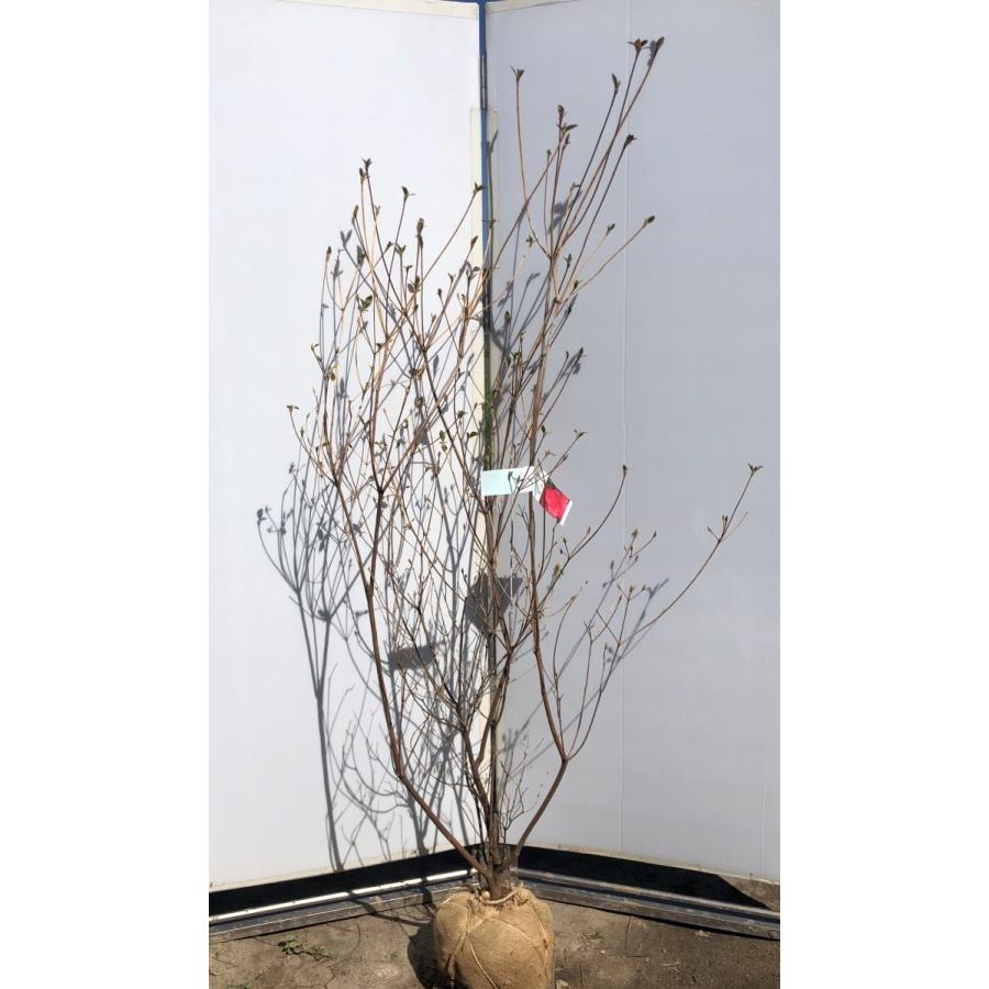 小町ミツバツツジ　ピンク花　約1.8ｍ　株立ち　現品発送　特大苗木苗木　小町三つ葉ツツジ　コマチミツバ　送料無料