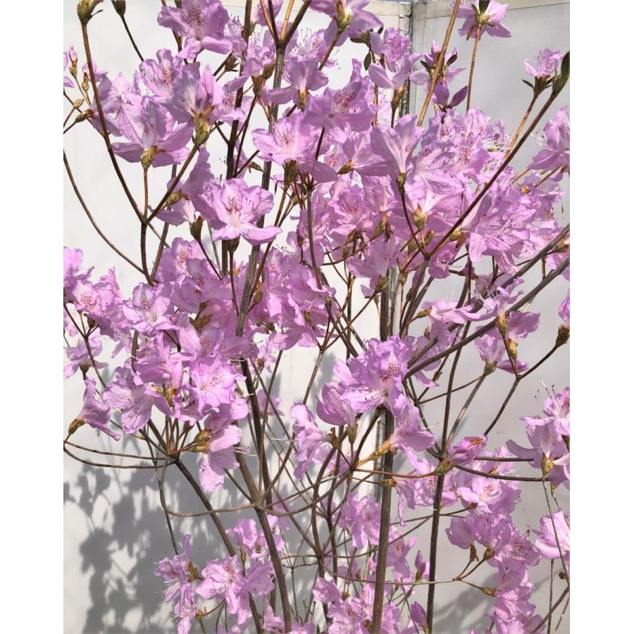 小町ミツバツツジ　ピンク花　約1.8ｍ　株立ち　現品発送　特大苗木苗木　小町三つ葉ツツジ　コマチミツバ　送料無料  R1228536048(11687円)