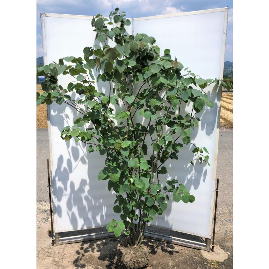 マルバノキ　６本株立ち　２ｍ　現品発送　豪華株　一点物　マルバの木　特大植木苗木　落葉樹　シンボルツリー　送料無料