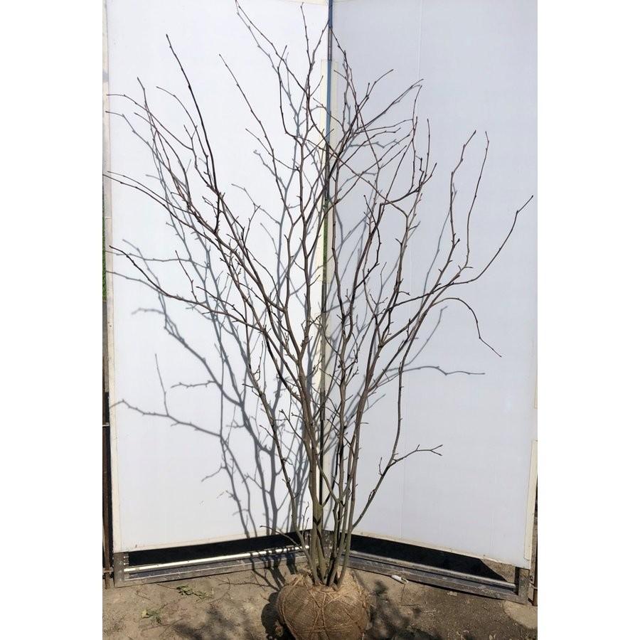 マルバノキ　６本株立ち　２ｍ　現品発送　豪華株　一点物　マルバの木　特大植木苗木　落葉樹　シンボルツリー　送料無料 