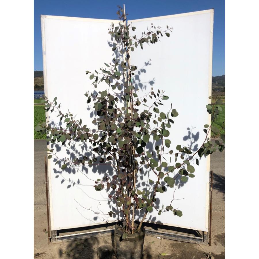 ポポラス　丸葉ユーカリ　約２ｍ　現品発送　特大株　植木苗木　丸葉のユーカリの木　鉢植え観葉植物に　常緑樹　送料無料