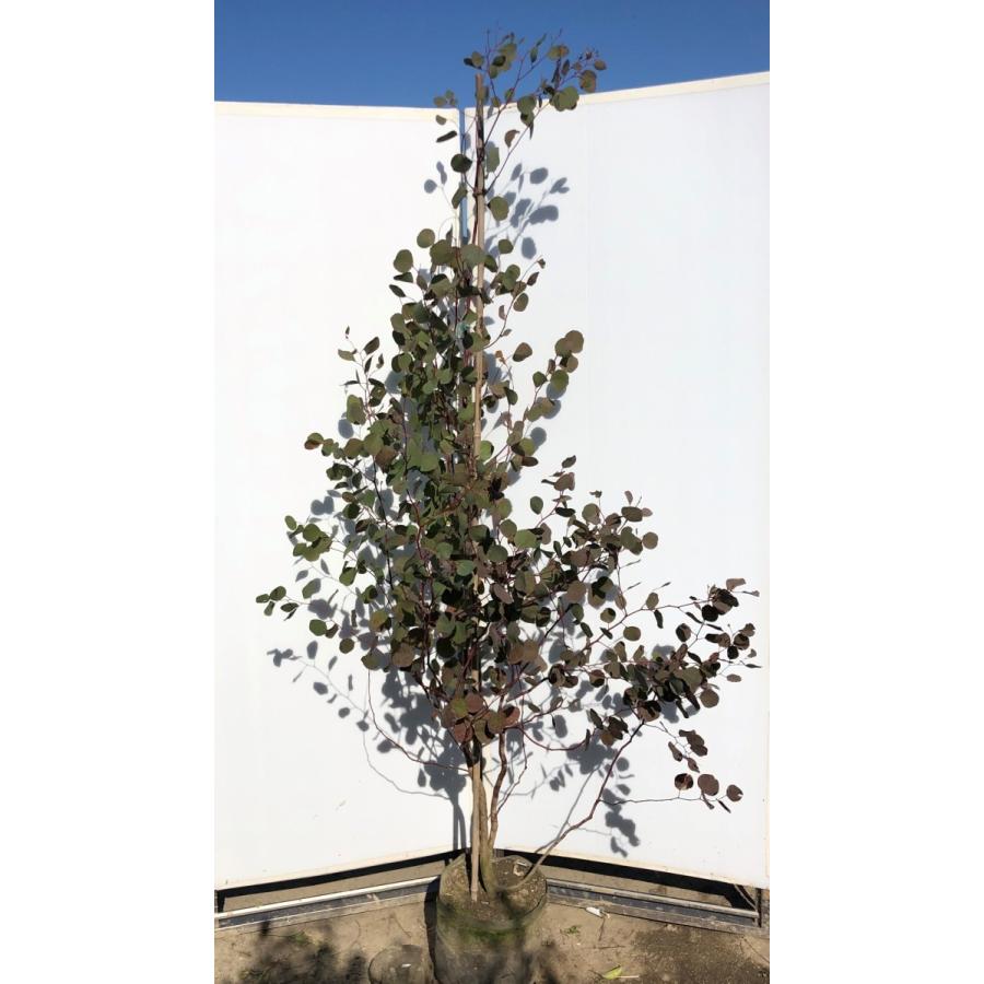 ポポラス　丸葉ユーカリ　約２ｍ　現品発送　特大株　植木苗木　丸葉のユーカリの木　鉢植え観葉植物に　常緑樹　送料無料