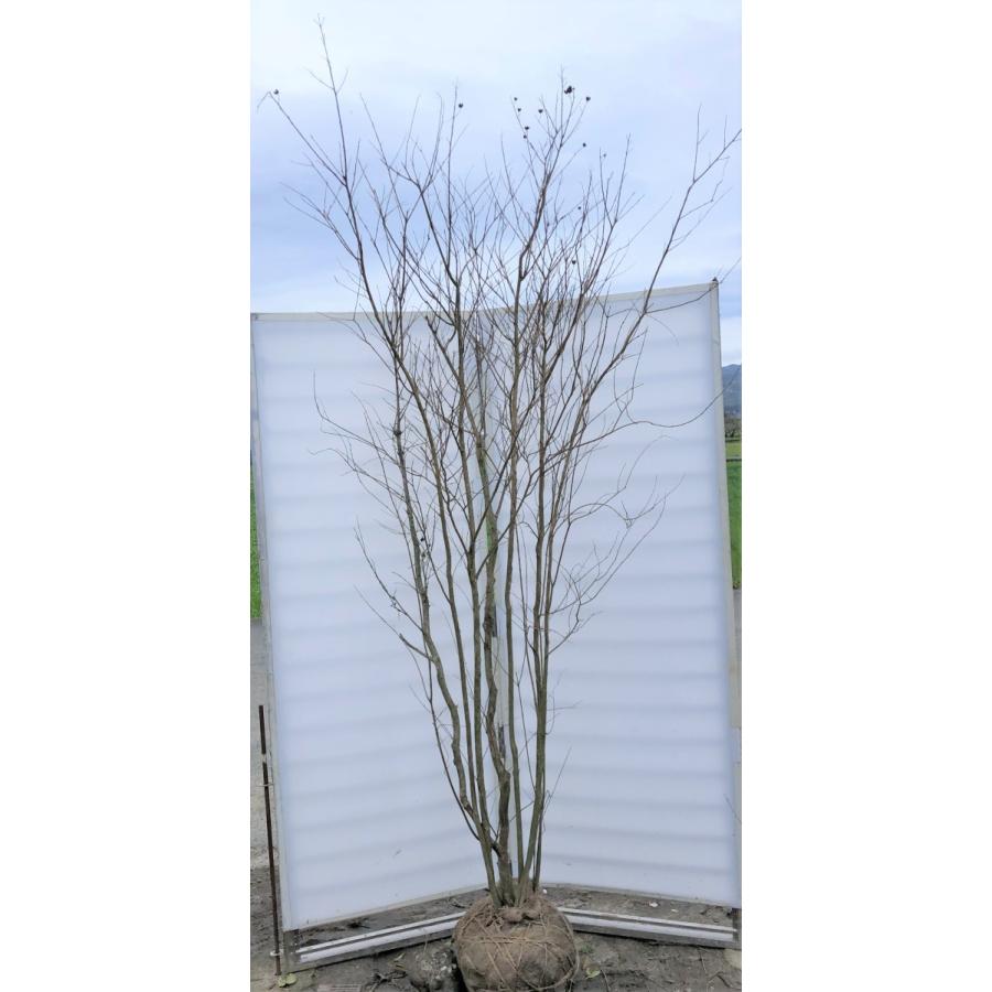 サルスベリの木　７本株立ち　約2.7ｍ　現品発送　豪華株　超特大株　大株植木苗木　百日紅　送料無料