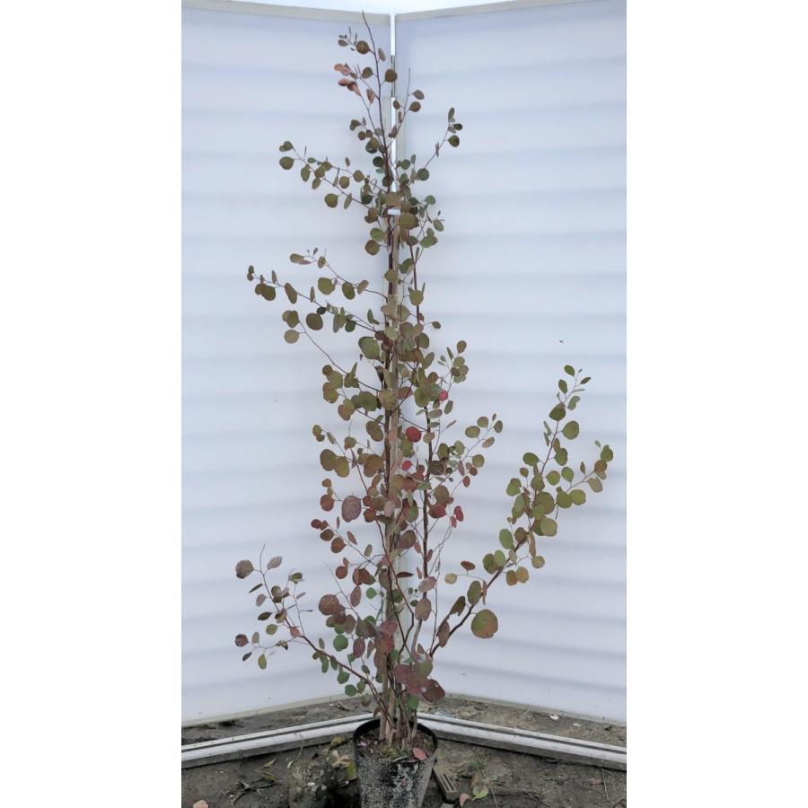 ポポラス　丸葉ユーカリ　約1.9ｍ　現品発送　特大株　植木苗木　丸葉のユーカリの木　鉢植え観葉植物に　常緑樹　送料無料 