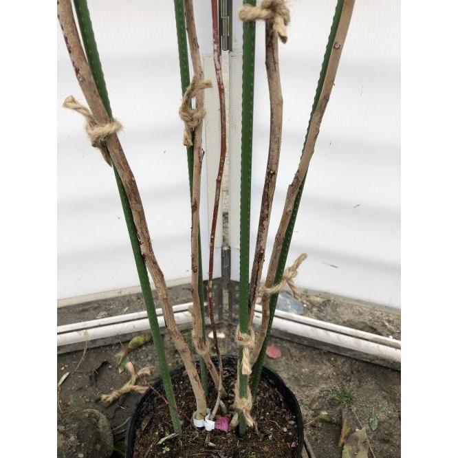 ポポラス 丸葉ユーカリ 株立ち 約2m 現品発送 特大株 植木苗木 丸葉