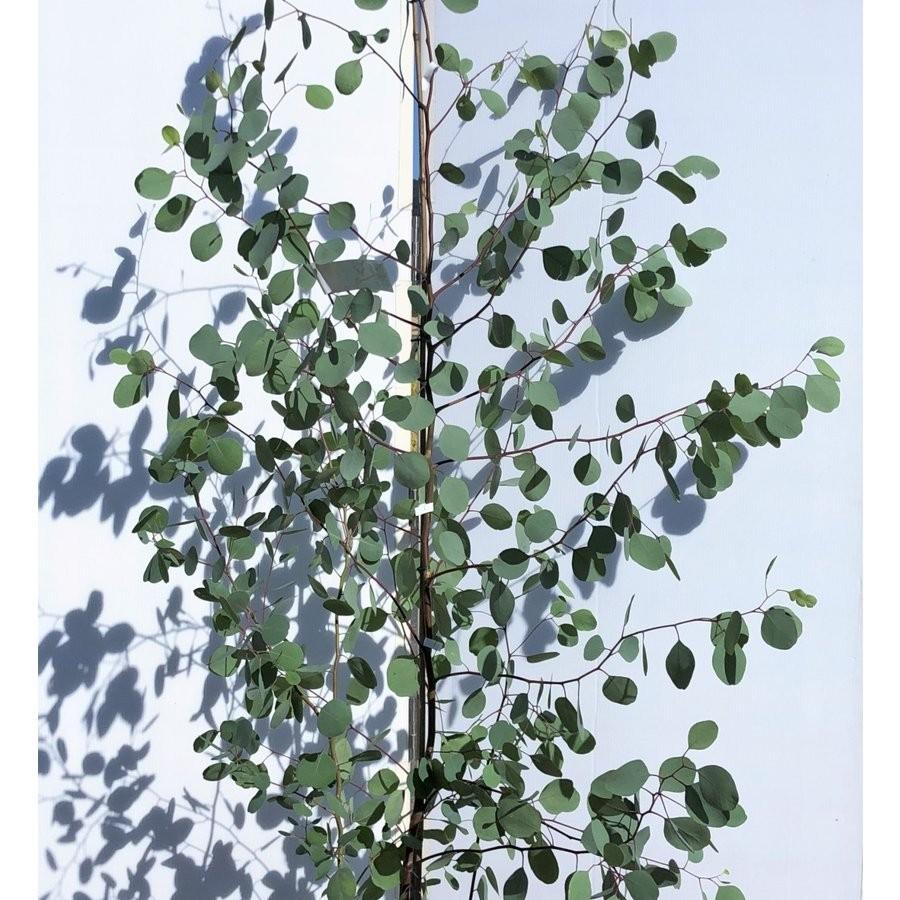 ポポラス 丸葉ユーカリ 株立ち 約２ｍ 現品発送 特大株 植木苗木 丸葉のユーカリの木 鉢植え観葉植物に 常緑樹 送料無料 4118poporas18k4 大福樹苗園 通販 Yahoo ショッピング