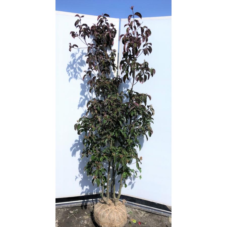 常緑ヤマボウシ　月光　株立ち　約２m　現品発送　特大植木苗木　ホンコンエンシス　常緑樹　送料無料