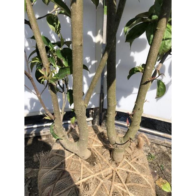 常緑ヤマボウシ　月光　株立ち　約２m　現品発送　特大植木苗木　ホンコンエンシス　常緑樹　送料無料 